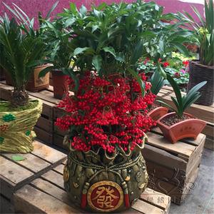 富贵籽盆栽清仓包邮室内客厅黄金万两高档植物吉祥果四季花卉植物