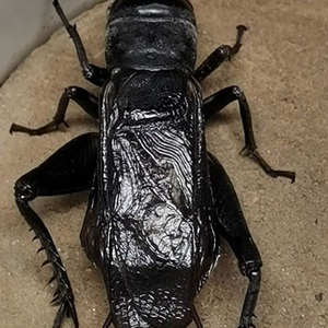 螽庆鸣虫 天津精品缎青 油葫芦 黑虫 叫声悠悠似水