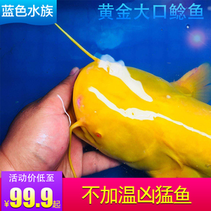 观赏鱼黄金大口鲶鱼黄化大口鲶活体不加温凶猛鱼稀有鱼冷水鱼