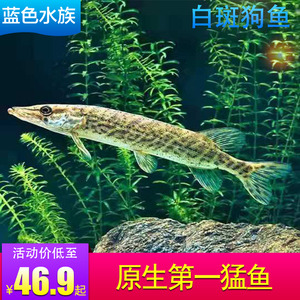 观赏鱼白斑狗鱼苗黑斑狗鱼活体猛鱼鱼苗原生鱼冷水凶猛稀有鱼包邮