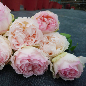 60一枝玫月季园淘宝大花浓香月季花苗伊芙芳香喷泉月季苗阳台盆栽