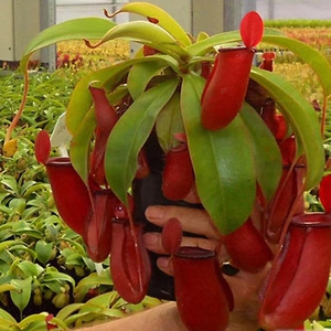 血腥玛丽猪笼草食虫草红宝石猪笼草驱蚊草捕蝇草 食虫植物 供零售