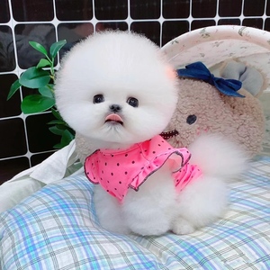 纯种博美幼犬活物茶杯犬俊介小型犬比熊犬长不大好养活体宠物狗狗