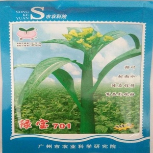 广州市农科院绿宝701柳叶油青甜菜心种子30克 尖叶菜心种子柳叶