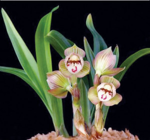 兰花苗无花苞名贵春兰姜氏荷盆栽植物阳台室内客厅美观绿植花卉