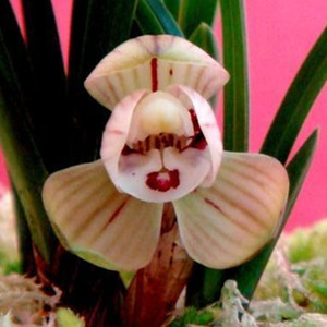 兰花苗名贵春兰掌上明珠盆栽植物阳台室内庭院客厅好养活绿植花卉