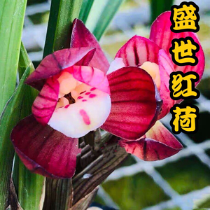 兰花苗盛世红荷春兰新品办公室兰草浓香好养阳台室内绿植盆栽花卉