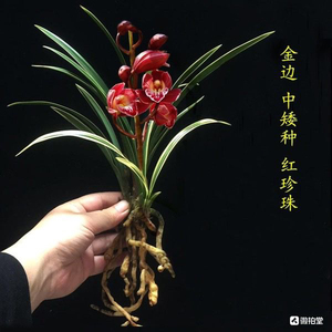 建兰兰花苗四季兰矮种金边红珍珠浓香型阳台办公室内绿植盆栽花卉