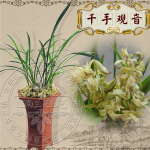 兰花建兰四季兰千手观音 树型奇花之王 花卉绿植盆栽 兰花苗特价