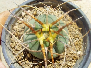 螺纹刺光琳玉仙人球水牛角刺型稀有强刺裸萼日本输入选拔前途苗
