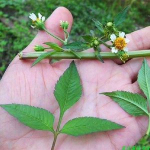 鬼针草野生四方枝草