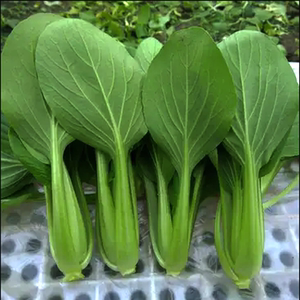 青梗菜种子早熟杂交小白菜种籽生长快耐湿耐热耐抽苔春秋季蔬菜籽