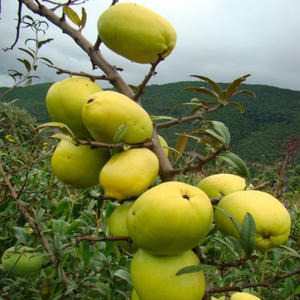 带箱5斤包邮云南特产临沧新鲜酸木瓜野生绿色酸味水果.