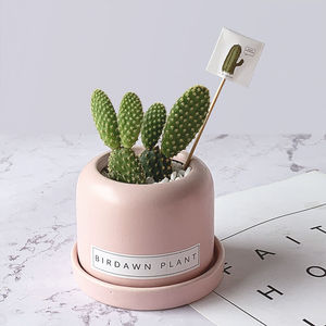 宿舍多肉植物组合小盆栽仙人球掌办公室内桌面可爱客厅绿植黄毛