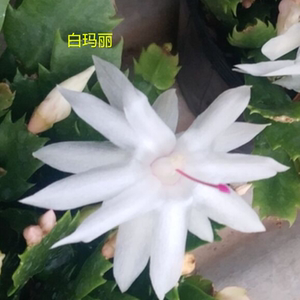白色蟹爪兰白玛丽盆栽带盆带苞含盆发货四季植物阳台窗办公桌室内