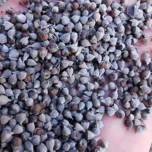 中药材牡荆子 黄荆子500g药用不去壳野生散装黄精子 布惊籽黄金子