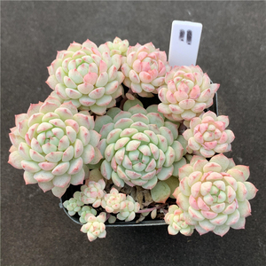 小粉梅 小粉霉 群生多肉植物 一物一拍 粉色手捧花肉嘟嘟萌萌园艺