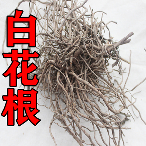 白花丹根