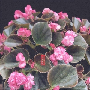 高端观花植物盆栽花卉铜叶红花重瓣四季珍珠海棠大盆茂盛热销.