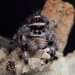 碧梨的宠物蜘蛛图片