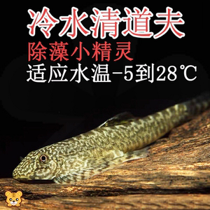 清道夫双吸盘吸鳅冷水贵州爬岩鳅除藻小精灵小提琴清洁工淡水鱼