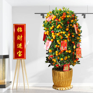 招财果盆栽室内小金桔盆景带果年宵花卉大吉大利金桔树南昌送货