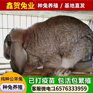 纯种公羊兔种兔活体巨型兔子垂耳兔大型肉兔公羊兔活物白色兔子