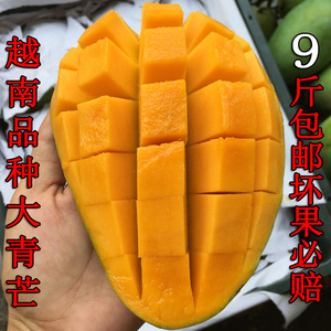 广西大青芒时令水果热带当季鲜果青甜芒果金煌大果越南品种大芒果