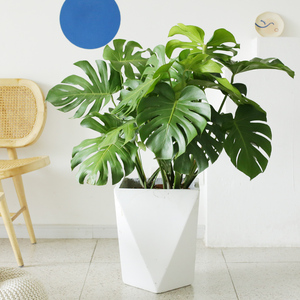 龟背竹大型室内盆栽可水培植物热带好养客厅吸甲醛四季常青大绿植