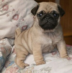 无偿领养纯种家养巴哥幼犬沙皮狗哈巴狗八哥犬短毛犬可爱宠物狗狗