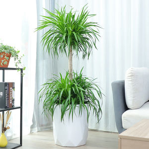 植间道双层龙血树大型植物室内绿植办公室客厅送礼老桩龙须树盆栽