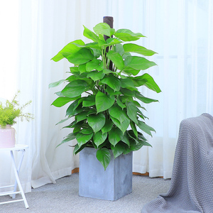 植间道大叶绿萝柱盆栽办公室客厅大型室内绿植吸甲醛绿萝柱植物