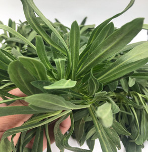 面条菜新鲜柳叶菜野生现挖现发时令野菜羊蹄颗纯野菜5斤顺丰包邮