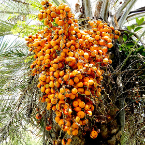 布迪椰子种子热带椰子巴西果实冻子椰子春季秋观果树苗种籽