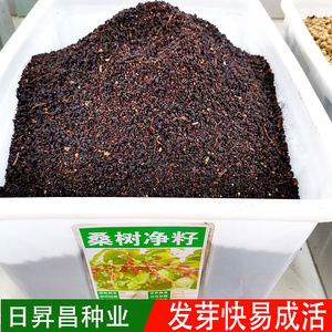 桑树种子大叶强农桑蚕桑子养蚕桑饲料桑桂桑 四季种植野生桑葚子