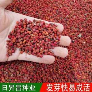 火棘果盆景老桩树苗盆栽用种子种籽林木种籽四季多年生观叶种孑