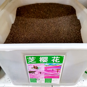 芝樱花籽混色花花种子花苗盆栽花籽种籽四季多年生丛生福禄考花种