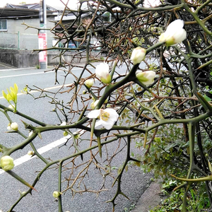 苗橙子柑桔枸橘苗嫁接庭院果园围栏护园铁篱笆刺树围墙植物14人付款