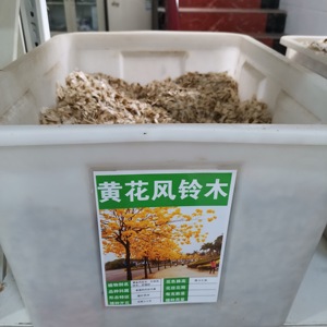 黄花风铃木种子林木种籽国产散装四季多年生景观绿化工程观叶种孑_阿
