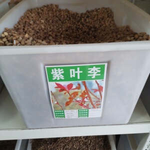 紫叶李种子李子树红叶李大叶四季国产苗木多年生臭李种籽