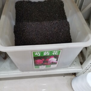 芍药花种子室内盆栽花卉植物种子阳台庭院四季种植芍药花籽