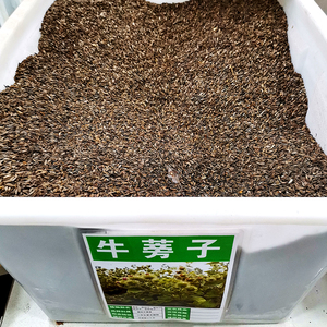 牛蒡子种子中药材种籽四季多年生庭院观叶种孑
