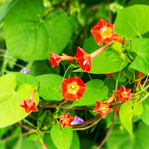 茑萝松花花种种子爬藤花苗种籽圆叶茑萝观花五角星花种孑5