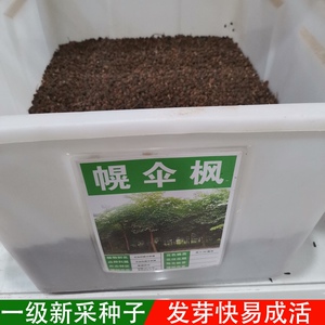 幌伞枫种子林木种籽广伞枫富贵树晃伞枫种籽幸福树绿化林木苗木树