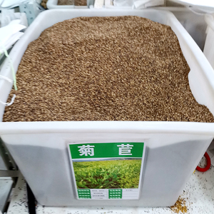 大叶菊苣种子多年生将军四季牧草种籽养殖鱼羊牛兔鸡鸭鹅猪草种孑