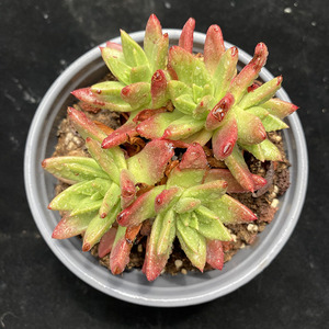 【绿体初霜】仙女杯系列一物一拍云南基地露养精品多肉植物包邮