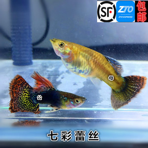 孔雀鱼七彩蕾丝