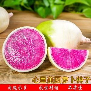 心里美圆萝卜种籽青皮红肉绿皮罗卜特色迷你小水果萝卜种蔬菜种植