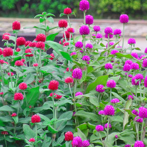 四季易活千日红种子庭院盆栽花卉花草植物种子易种茶籽千日紫种子