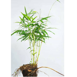 筇竹苗竹子苗盆栽室内小型绿化罗汉竹庭院盆景竹苗观赏竹矮化竹子